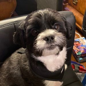 Meet your Posher, Fatima